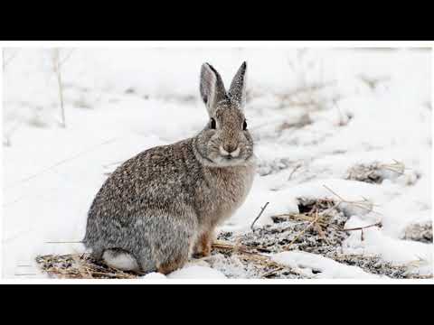 Greeting conversation between wolf and rabbit
