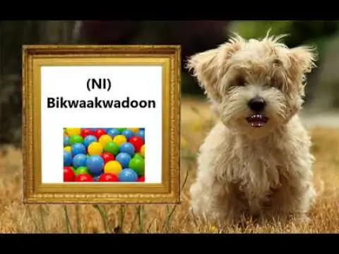 Nouns (with Teacher Dog)
