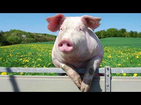 Small conversation between animals